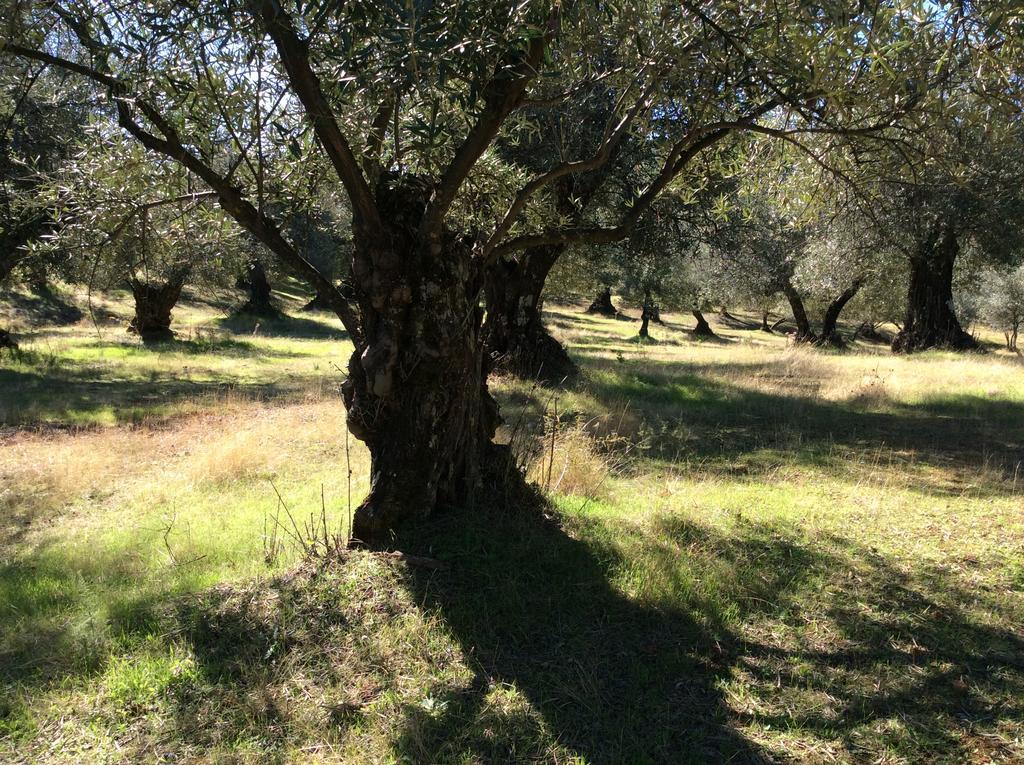 Finca La Favorita- Suites (Adults Only) Constantina Buitenkant foto